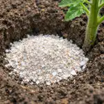 Γιατί οι έμπειροι κηπουροί θάβουν κελύφη αυγών κάτω από τις ντομάτες κάθε άνοιξη unnamed-file.png