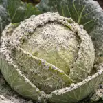 Πώς να σώσετε τη φθινοπωρινή καλλιέργεια λάχανου από την προσβολή από αλευρώδη με μια απλή και αποδεδειγμένη μέθοδο unnamed-file.png