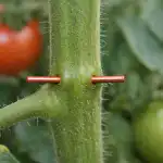 Το χάλκινο σύρμα θα σώσει την καλλιέργεια της ντομάτας σας από μια μεγάλη ανοιξιάτικη απειλή unnamed-file.png