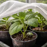 Εξοικονόμηση φυταρίων μελιτζάνας από τον ανοιξιάτικο ήλιο με μια απλή μέθοδο unnamed-file.png