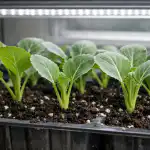 Ο κύριος λόγος για το θάνατο των σπορόφυτων λάχανου την άνοιξη είναι η έλλειψη φωτός. unnamed-file.png